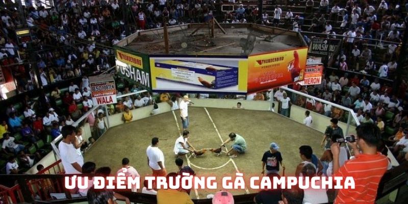Tượng đài của nhiều chọi kê gọi tên trường gà Campuchia